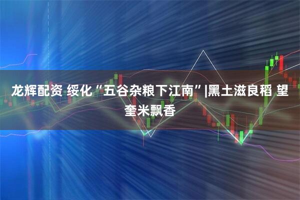 龙辉配资 绥化“五谷杂粮下江南”|黑土滋良稻 望奎米飘香